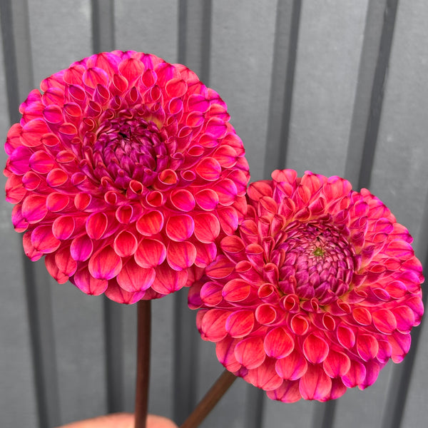 Caitlin's Joy - Purple/Peach Ball Dahlia