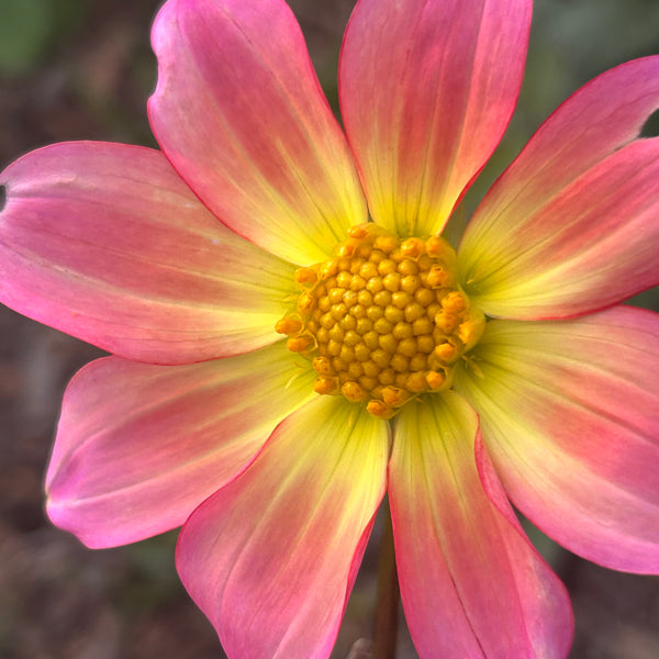 SvB5 Seedling Dahlia - pinky yellow