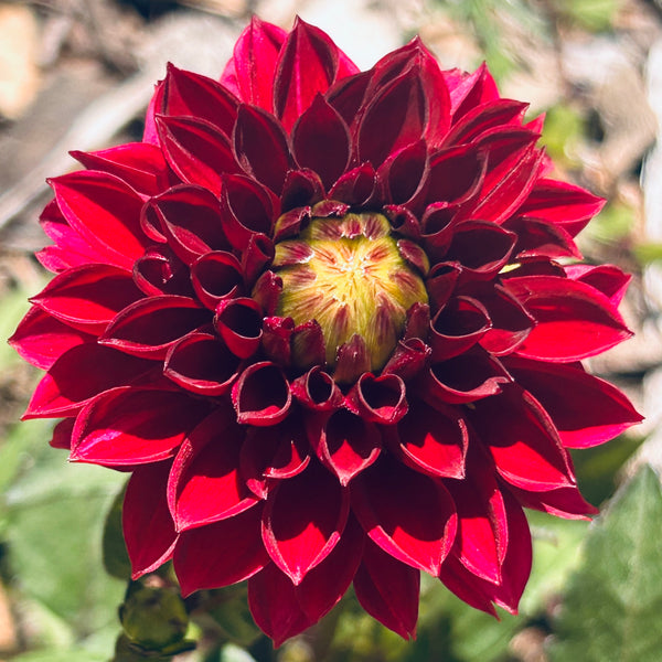 MW-B3 Seedling - dark burgundy Dahlia 2025/26