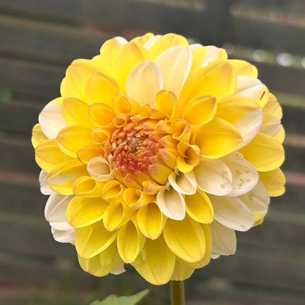 Belinda’s Bloomers Dahlia Seeds for Sale