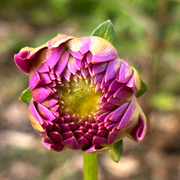 MW-B2 Seedling - Purple Ball Dahlia 2025/26