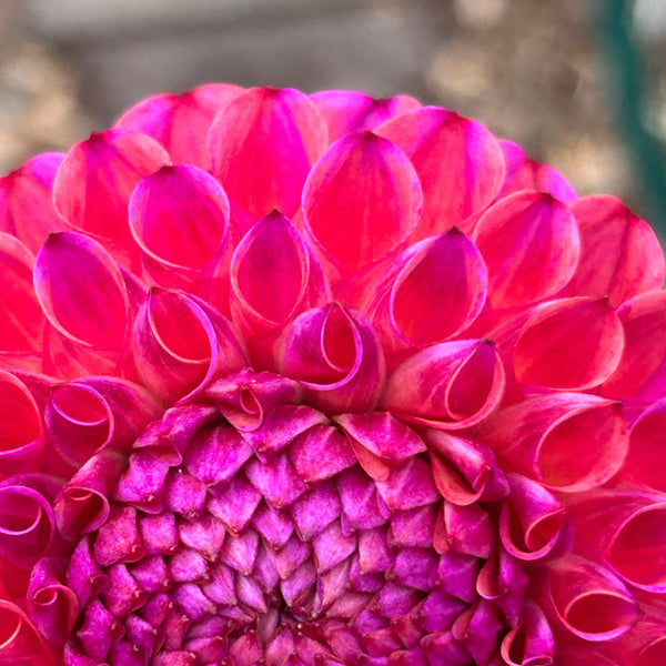 Caitlin's Joy - Purple/Peach Ball Dahlia