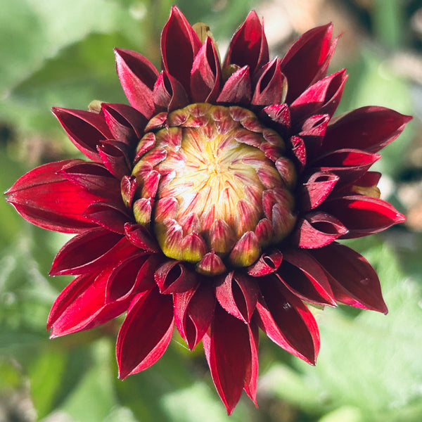 MW-B3 Seedling - dark burgundy Dahlia 2025/26