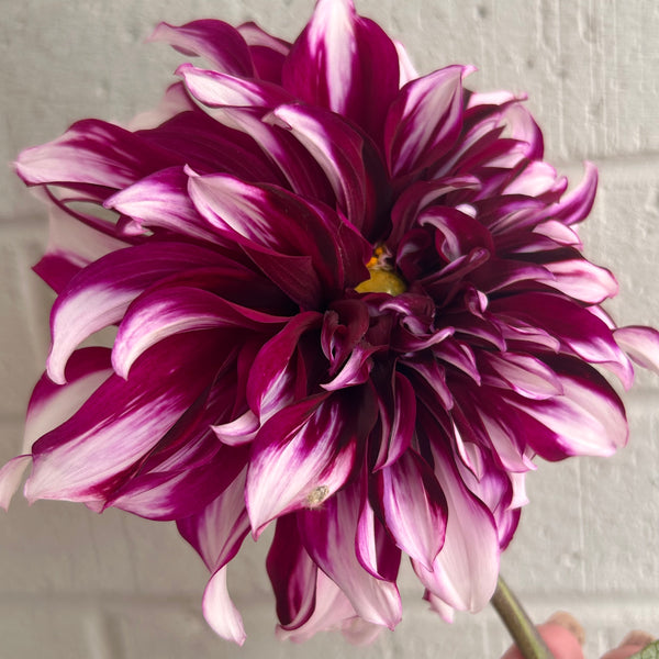Tartan Dahlia - dark purple with white stripes