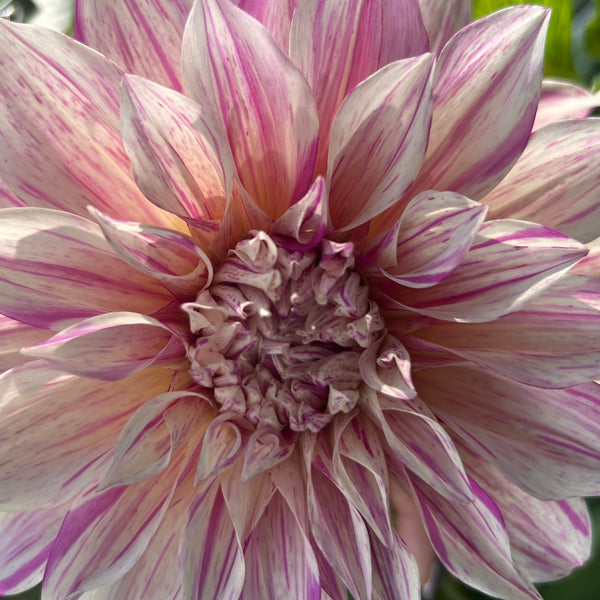 Cafe Twist (stripy Cafe au Lait dahlia)