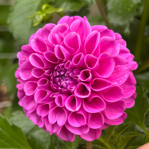 Jan van Schlaffelaar dahlia
