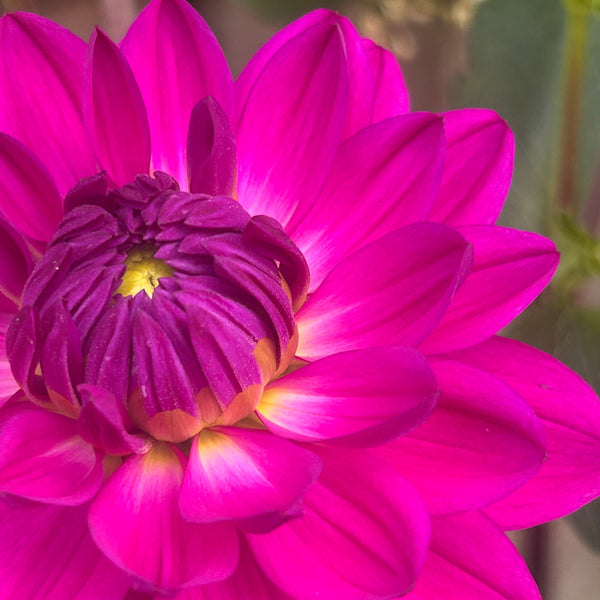 GH Lammerse - Hot Pink Dahlia
