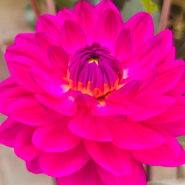 GH Lammerse - Hot Pink Dahlia