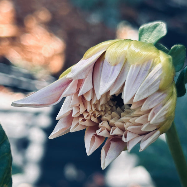 Cafe au Lait Dahlia