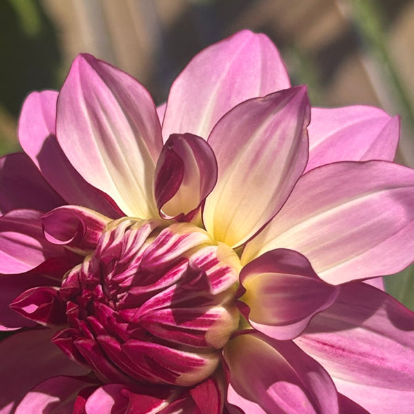 MW-A1 Cassis-esque Seedling Dahlia - Maxwelton's 1st year seedling