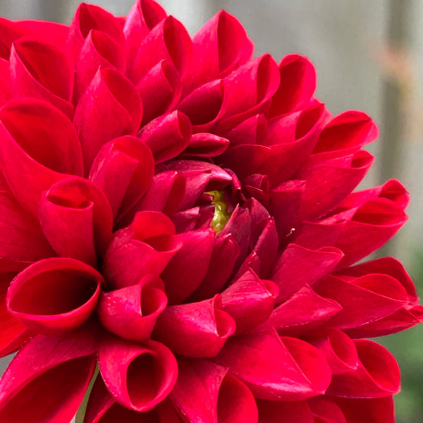 Viking dahlia