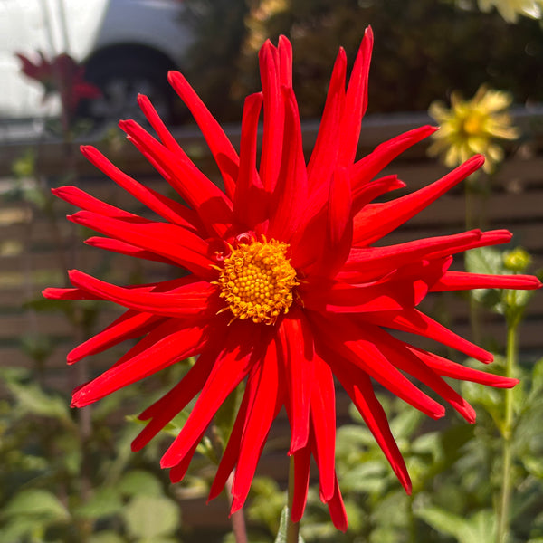 LB-4 Seedling Dahlia - red single cactus