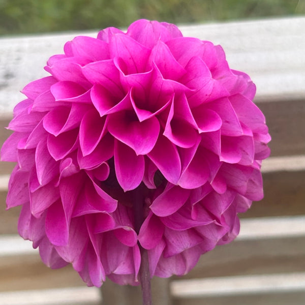 MW-B1 Purple decorative Seedling Dahlia - Maxwelton's 1st year seedling