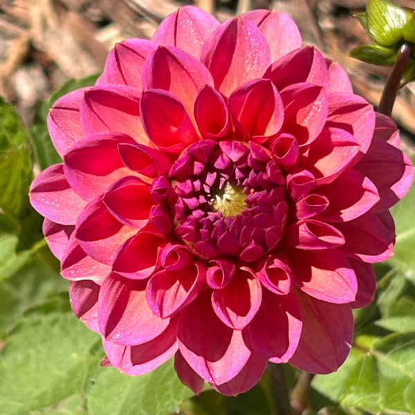 MW-A2 Seedling - Glittery Rose Gold Dahlia 2025/26