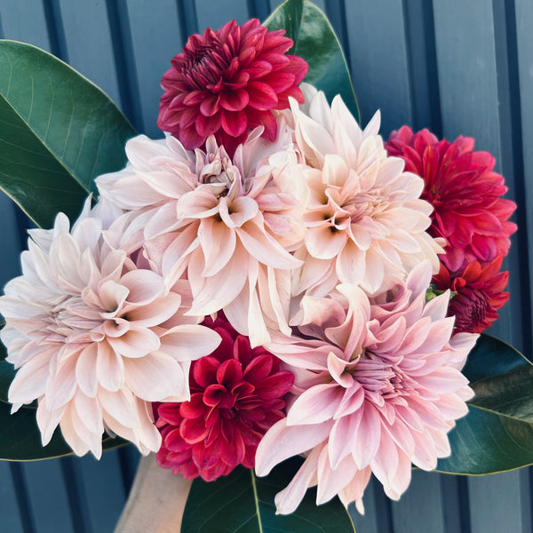 Cafe au Lait Dahlia