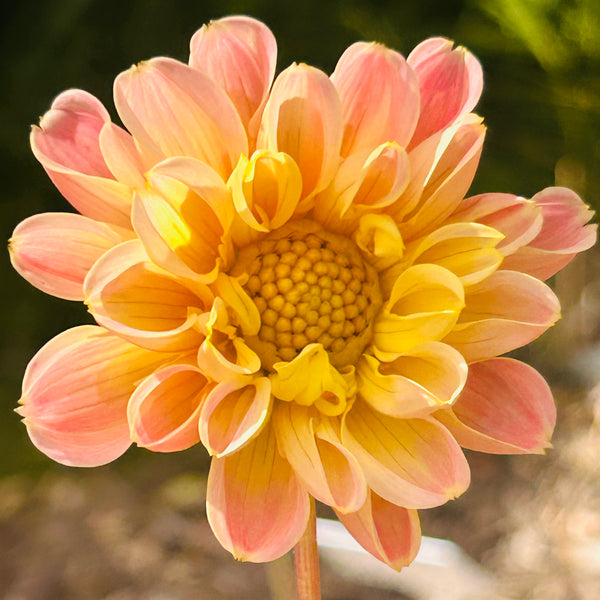 SW1 Seedling Dahlia 2025/26