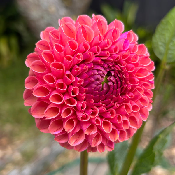 Snoho Jojo - Peachy Ball Dahlia