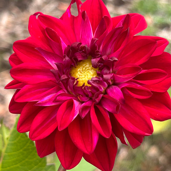 Windsong B1 - Hot Pink Dahlia Seedling