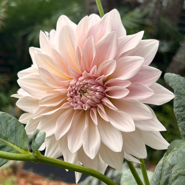 Cafe au Lait Dahlia