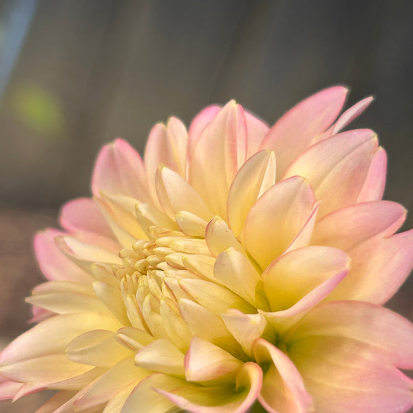 Rosemary Webb dahlia