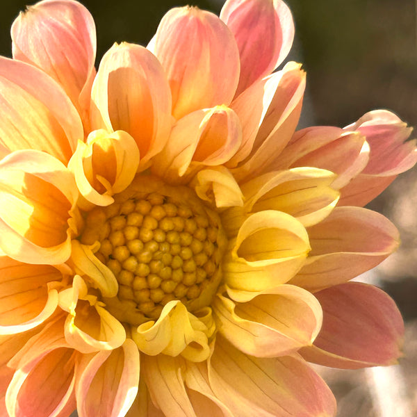 SW1 Seedling Dahlia 2025/26