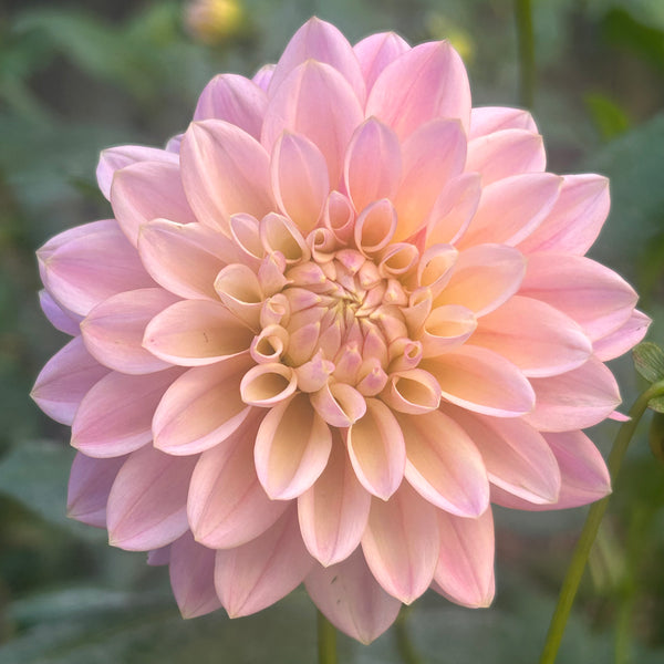 Coralie Dahlia