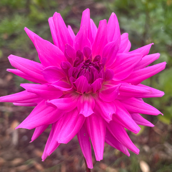 Belinda’s Bloomers Dahlia Seeds for Sale