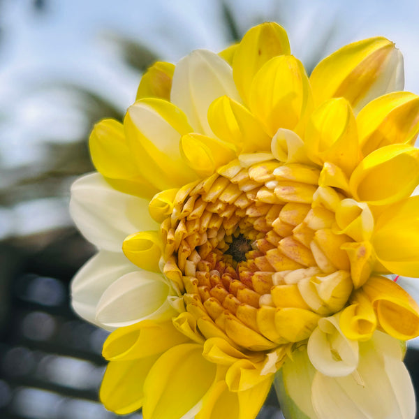 Double Jill - Yellow/White Dahlia