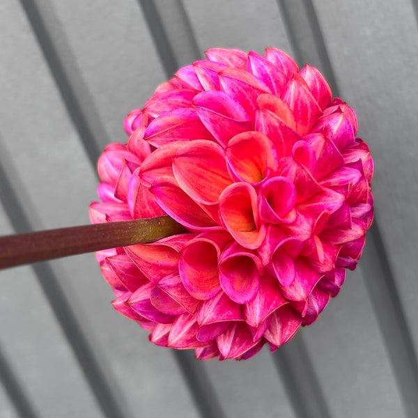 Caitlin's Joy - Purple/Peach Ball Dahlia