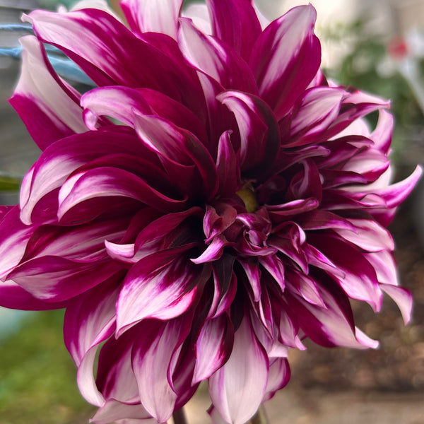 Tartan Dahlia - dark purple with white stripes