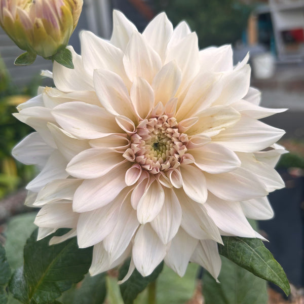 Cafe au Lait Dahlia