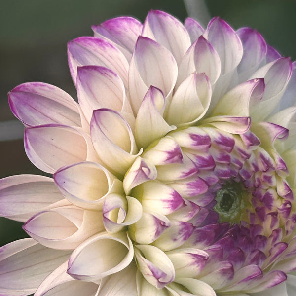 Genova (light purple and white Dahlia)