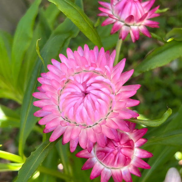 Belinda’s Bloomers Dahlia Seeds for Sale