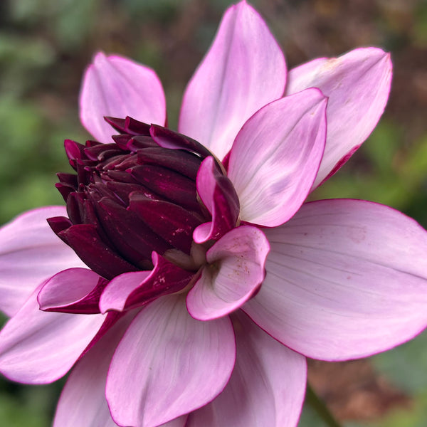 Creme de Cassis (Purple Dahlia)