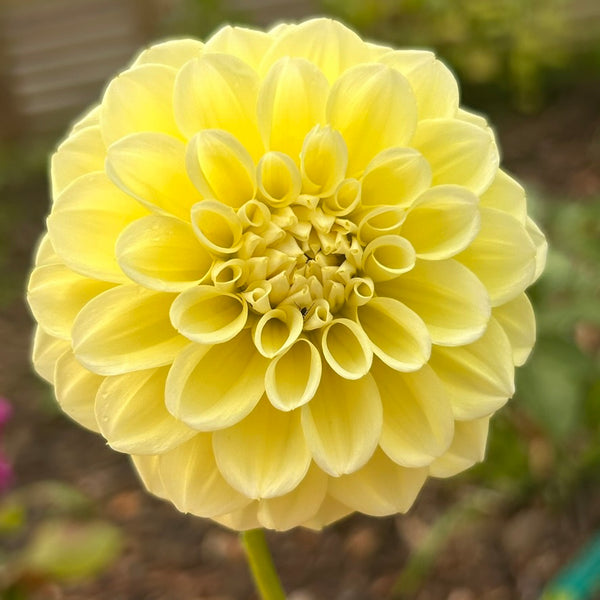 MW-A5 Yellow decorative Seedling Dahlia - Maxwelton's 1st year seedling