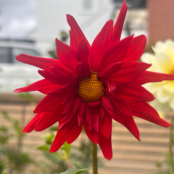 LB-4 Seedling Dahlia - red single cactus