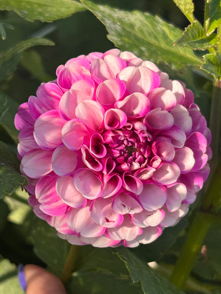 Jan van Schlaffelaar dahlia