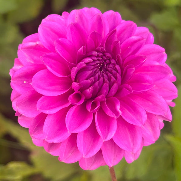 MW-B1 Purple decorative Seedling Dahlia - Maxwelton's 1st year seedling