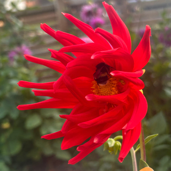 LB-4 Seedling Dahlia - red single cactus