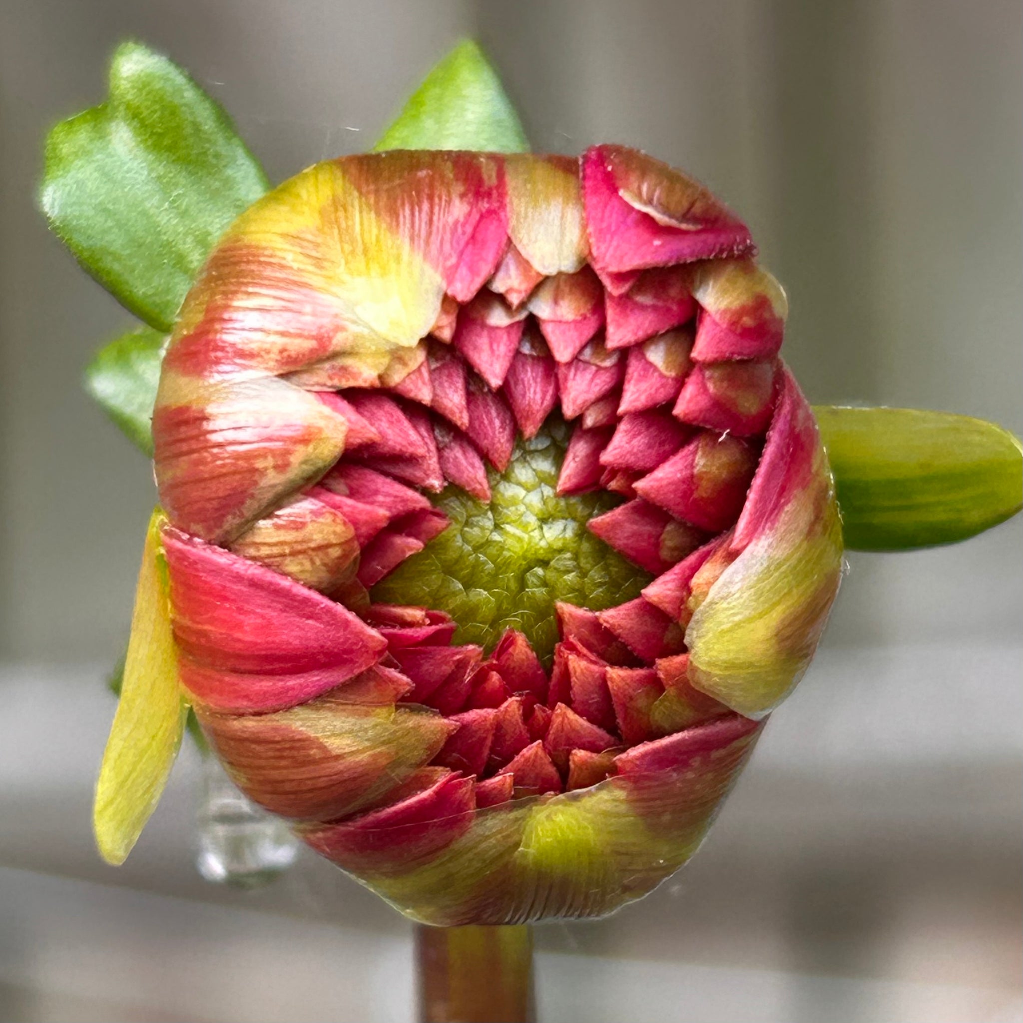 Mystery Ball Dahlias