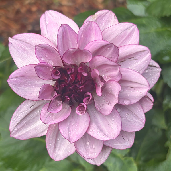 Creme de Cassis (Purple Dahlia)