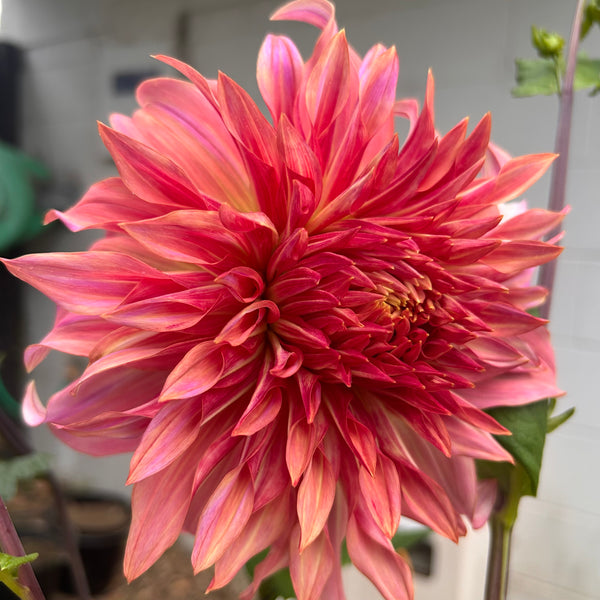 Penhill Watermelon - giant pastel orange Dahlia