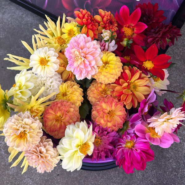 Belinda’s Bloomers Dahlia Seeds for Sale