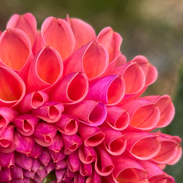 Snoho Jojo - Peachy Ball Dahlia