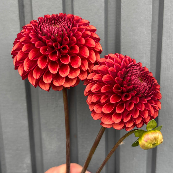 Copper Boy - Ball Dahlia