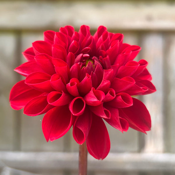 Viking dahlia