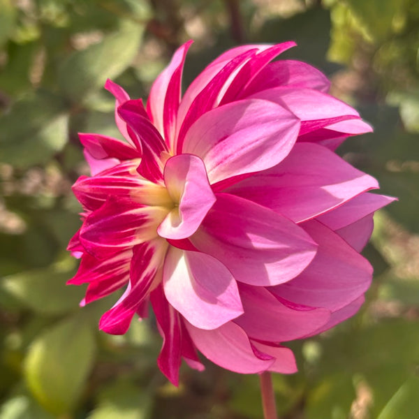 MW-A1 Cassis-esque Seedling Dahlia - Maxwelton's 1st year seedling