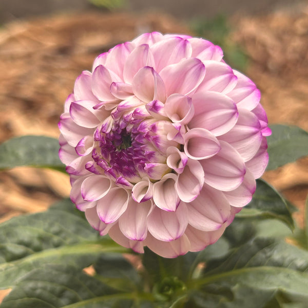 Genova (light purple and white Dahlia)