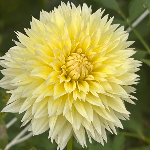 Canary Fubuki (yellow dahlia)