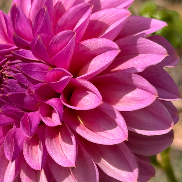 MW-B2 Seedling - Purple Ball Dahlia 2025/26